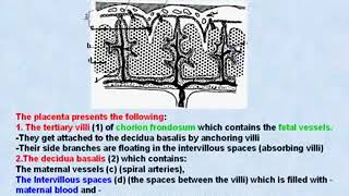 32 General Embryology Structure of the Placenta [upl. by Starinsky606]