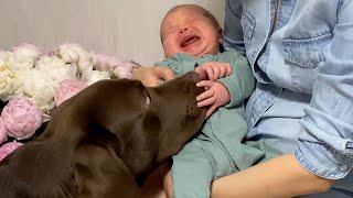 Cutest Labrador Thinks Baby is His Puppy [upl. by Nuj218]