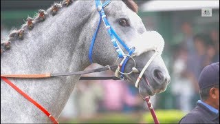 BANGALORE DERBY WINNER 2018  Sir Cecil [upl. by Bodwell19]