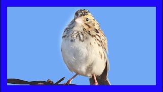 Bairds Sparrow Singing Bairds Sparrow Call Sound  Chingolo De Baird Canto  Centronyx Bairdii [upl. by Dietz654]