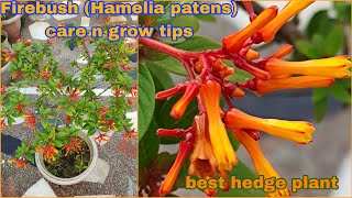 FirebushHamelia patens flower plant best care and grow tipsहमेलिया फायरबश पौधे की देखभाल कैसे करे [upl. by Tanya]