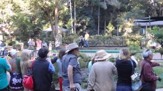 Lorikeet Feeding At Currumbin Wildlife Sanctuary [upl. by Ntsuj]