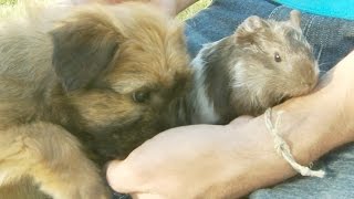 Puppy and Guinea Pig are Best Friends [upl. by Warton]