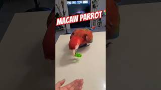 Macaw parrot 🦜🦜 [upl. by Perr573]