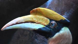 A Hornbill Bird [upl. by Acker]