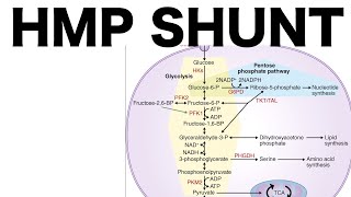 HMP Shunt Pentose Pathway [upl. by Ayiram]