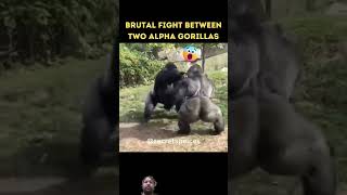 gorillasshortvideoshortfeedanimalsfightingviralvideolionbigcatsloinking [upl. by Regen527]