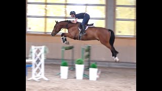 2017 gelding Chapeau TN  Larino [upl. by Edahs]