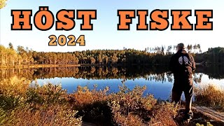 Flugfiske efter REGNBÅGE Höst fiske PREMIÄR 2024 [upl. by Islehc]