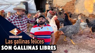 COMIERON CHAPULINES Y LES ENCANTARON Les cayeron muy bien a las gallinas [upl. by Geraud]