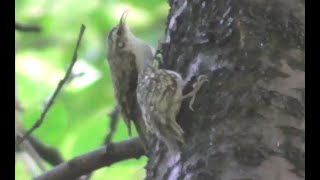 TREECREEPER  fledglings resting [upl. by Nerrual]