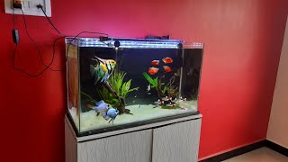 Angel fish and Ram Cichids Tank Setup  Aquascape 25 feet Planted Aquarium [upl. by Attem]