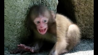 Baby monkey throwing a tantrum losing sight of mom [upl. by Ahterahs]