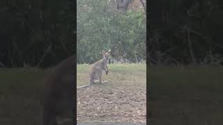 Wallabies nesthebest [upl. by Cogen]