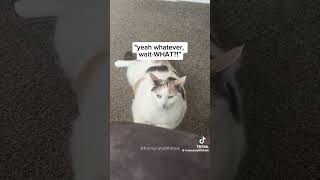 They are eating animals  funnyanimalsoftiktok  shortvideo shorts animals [upl. by Sachiko]