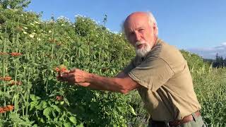 How to grow Wild Dagga Leonotis leonurus [upl. by Elisabeth444]