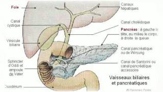 Le pancréas [upl. by Oigile]