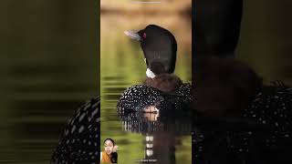 Strange voice birds strangebirds wildlife nature birdwatching facts lofilovesongslowedand [upl. by Lebna]