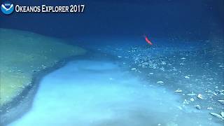 Okeanos Explorer Video Bite Newly Discovered Brine River Captivates NOAA Scientists [upl. by Gittel332]