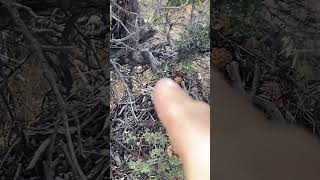 Wood rat nest amp latrine SoCal tracking nature wildlife desertwildlife [upl. by Eniac]