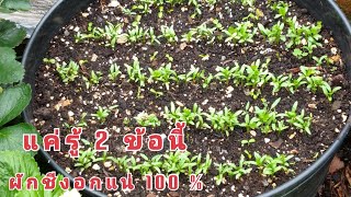 แค่รู้ 2 ข้อนี้ ผักชีงอกแน่ 100   how to germinate coriander seeds successfully 20 Jun 21 [upl. by Lemmuela651]