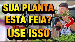 É MILAGROSA CASCA de ARROZ CARBONIZADA nas PLANTAS  Henrique Buttler [upl. by Drofwarc]