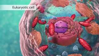 Biology Cell Structure I Nucleus Medical Media [upl. by Icul]