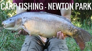 CARP FISHING  NEWTON PARK  BIG CARP [upl. by Clintock749]