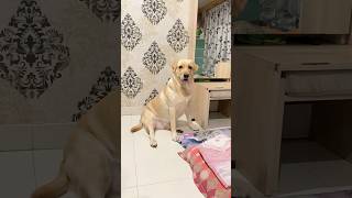 Mimi ko raat ko khelna hai kya Karu ab cutedog labrador dog shorts [upl. by Aehr]