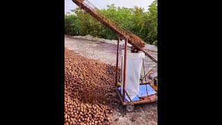 Walnuts bagging process Good tools and machinery make work easy [upl. by Brianna934]