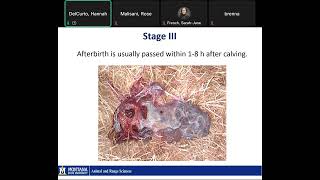 Preparing for Calving webinar with Hannah DelCurtoWyffles PhD and Rebekah Clark [upl. by Vannie]