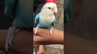 Free fly tame love birds  খোলা আকাশের উন্মুক্ত ছাড়া লাভ বার্ড  shortsvideo viralvideo mirpur1 [upl. by Hamil45]