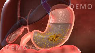 THE HUMAN DIGESTIVE SYSTEM OESOPHAGUS AND STOMACH v02 [upl. by Yojenitsirk274]