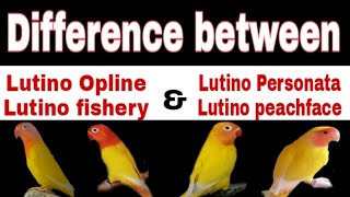 What is the difference between Lutino Personata Lutino fishery Lutino peache face amp Lutino Opline [upl. by Lowndes45]