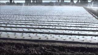 California Strawberry Production [upl. by Franza]