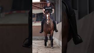 Training mit Any equestrian horse dressur [upl. by Riebling776]