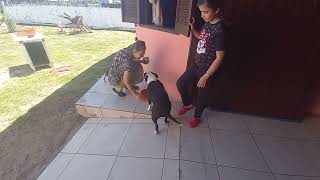 é muito amor pitmonster pitbull americanbully [upl. by Marinna]