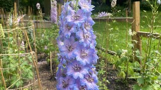 Staking And Supporting Your Delphiniums [upl. by Nyrac]