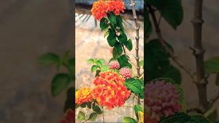 Beautiful lantana flower 🌸🌸🌸🌺🌺😍😍😍😍 shortsytshortsvairalvideo shorts [upl. by Sutsugua681]