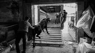 😨😱Embarque de los toros de Lopene😱😨 [upl. by Spense]