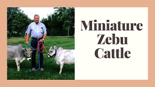 Miniature Zebu Facts Oldest Miniature cattle breed [upl. by Batruk]