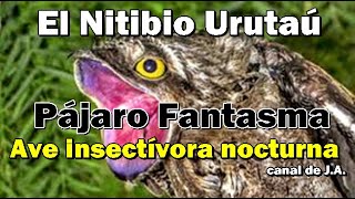 El Nictibio Urutaú o Pájaro Fantasma Ave insectívora nocturna [upl. by Rickert]