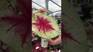 Gardening Tip  Caladium [upl. by Hayyim]