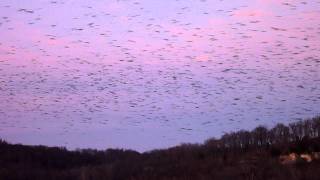 Blackbird Flock [upl. by Hound]