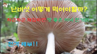 난버섯 Pluteus cervinus [upl. by Ajnin]