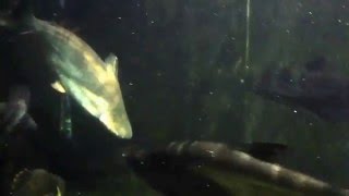 Mekong Giant Catfish  in a 10 foot tank [upl. by Anirac459]