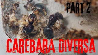 Carebara Diversa part 2 The Ant MerchantAsian Marauder Ants 4K [upl. by Aloibaf]