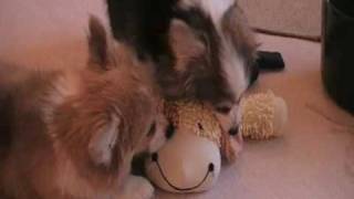 Fluffy Corgis Herding Cattle [upl. by Mogerly]