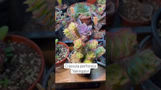 Crassula perforata Variegata Love this wee plant gardening plantlife variegated [upl. by Files401]