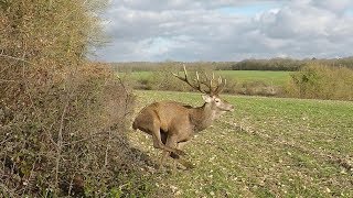 Chasse Cerfs Sangliers Chevreuils et Renards  Best Of Saison 20182019 [upl. by Arnulfo]